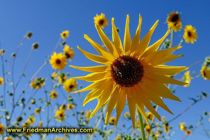 sunflower,flower,yellow,blue,beauty,close-up,nature,colorful,flowers,